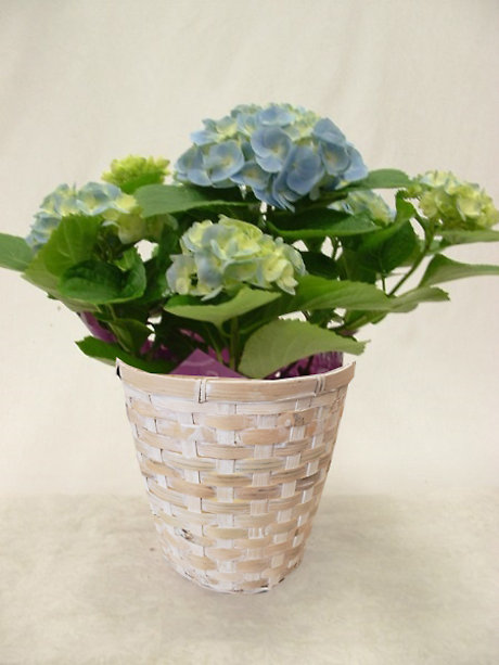 Flowering Plants