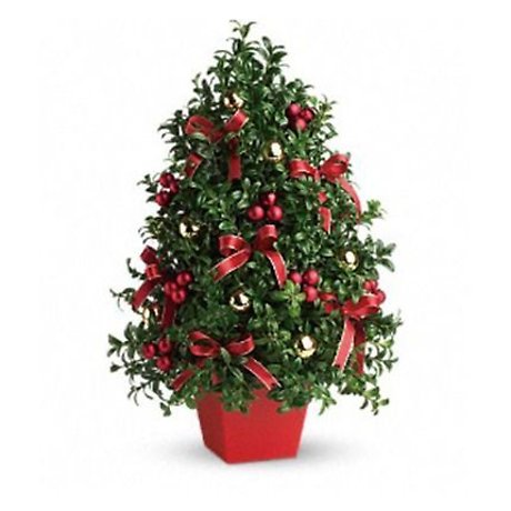 Table Top Boxwood Tree