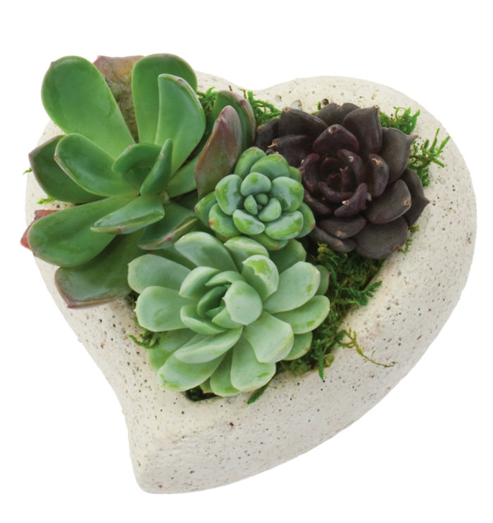 5in Mini Sweetheart Succulent Garden