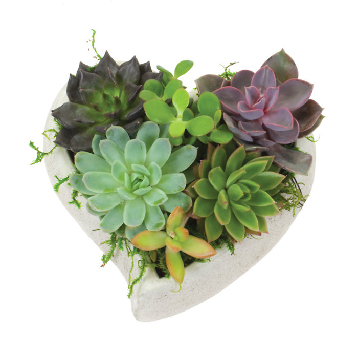 7\" Succulent Heart Garden