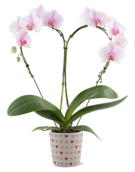 Sweetheart Phalaenopsis Orchid