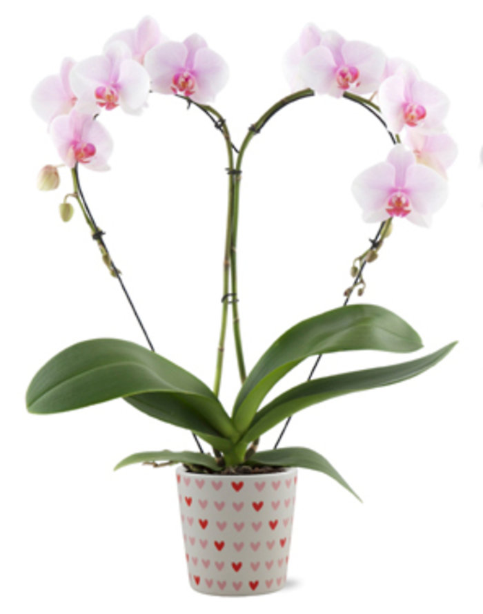 Sweetheart Phalaenopsis Orchid