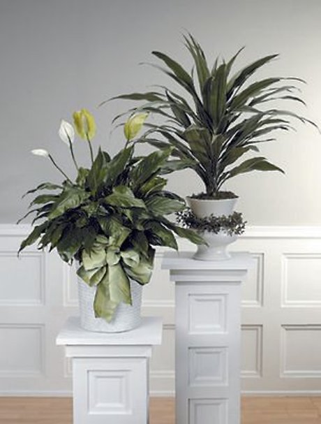 Plants