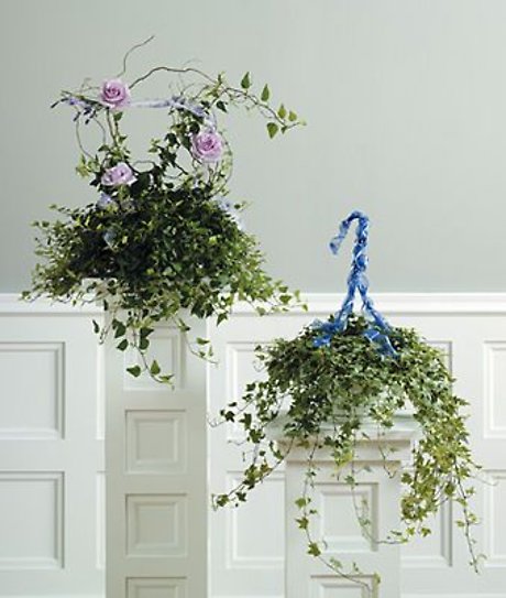 Hanging Ivy