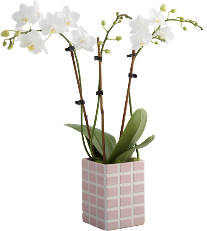 Belita Rose Phalaenopsis Orchid