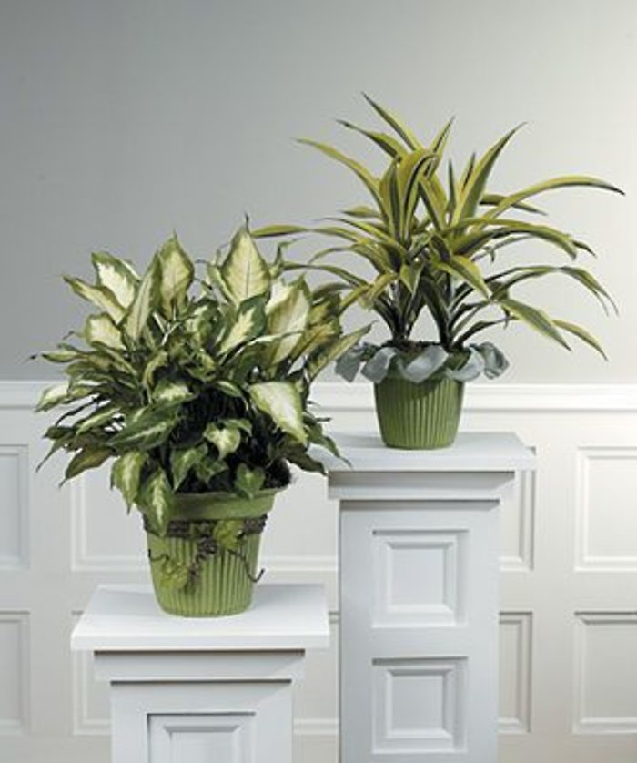 Green Plants
