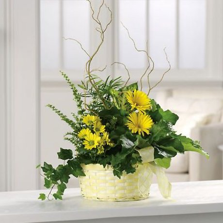Get Well Dish Garden with fresh cut flowers