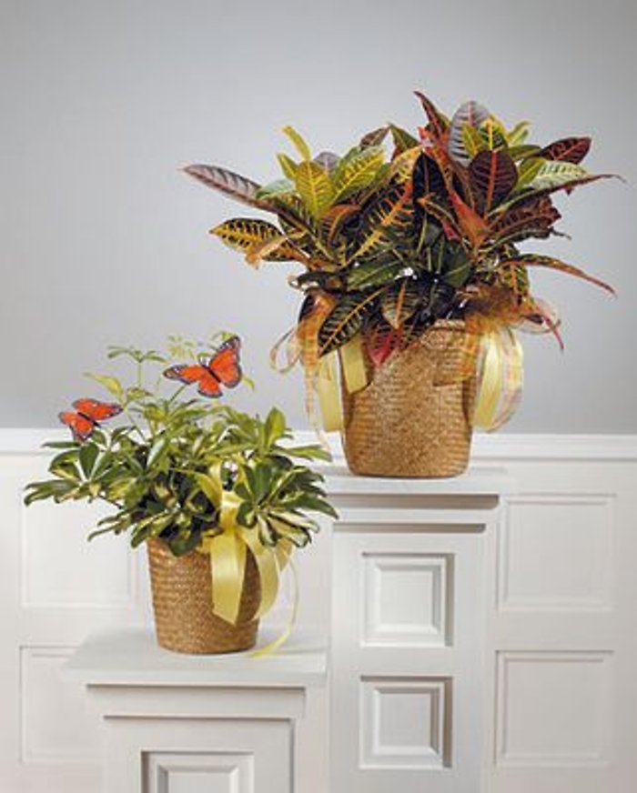 Foliage Plants